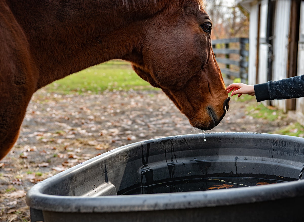 caballo_bebedero