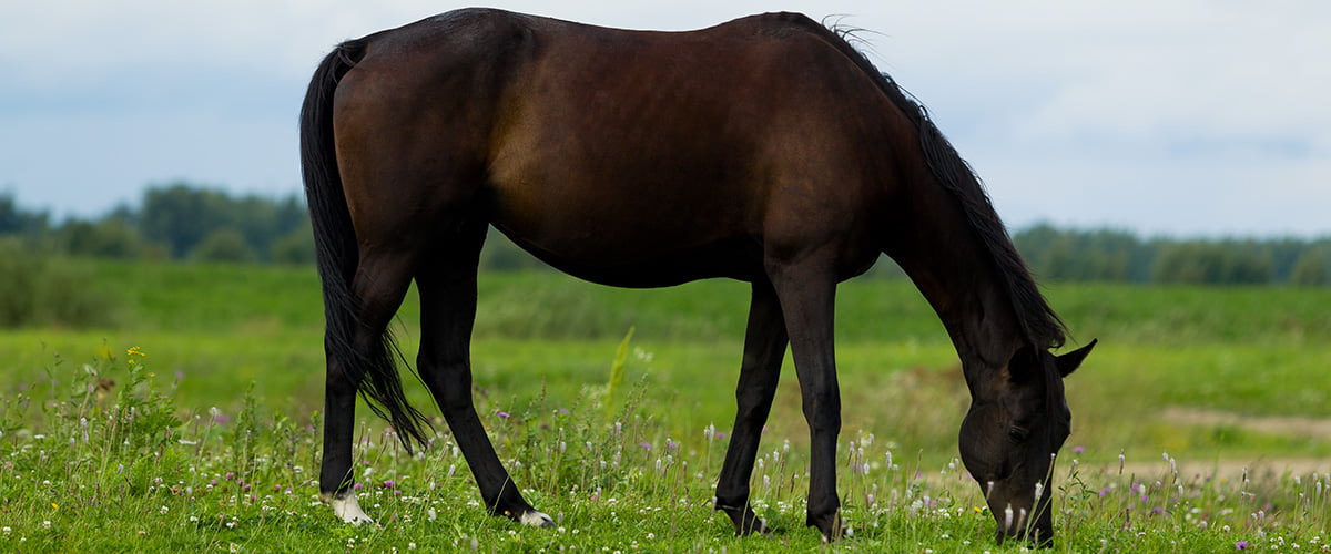 Breeding horse in the pasture
