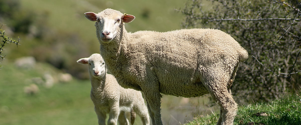 Merino sheep with lamb in a grassy field in New Zealand
