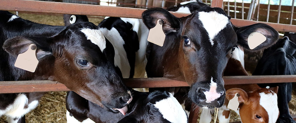 Herd of Holstein calves with head through bars of gate in farmland